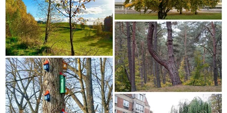 Powiększ grafikę: Kolaże z prac uczestników konkursu przedstawiające drzewa.